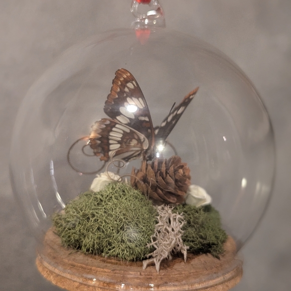 Real Butterfly - Picture 4 of 5